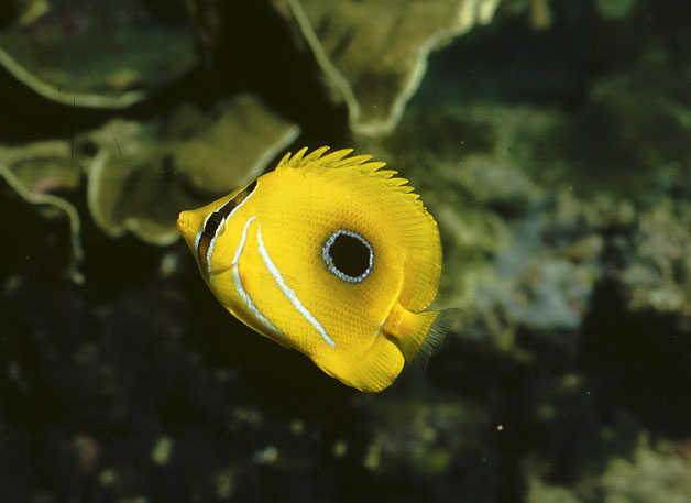 Chaetodon bennetti