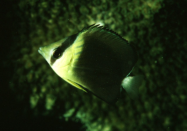 Chaetodon blackburnii