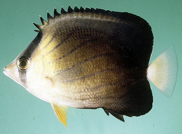 Chaetodon blackburnii