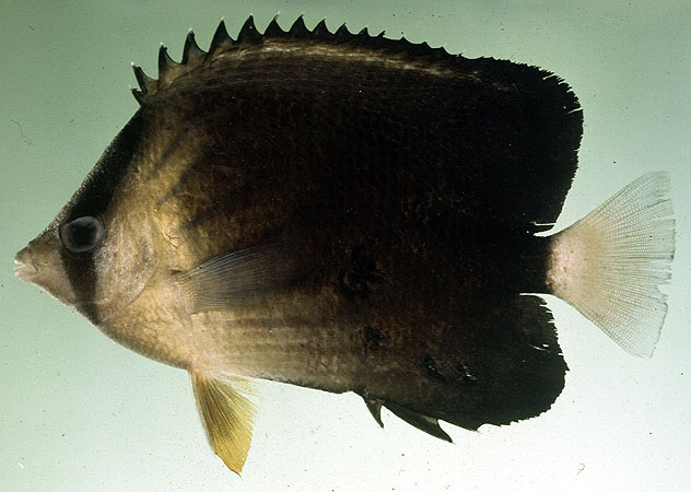 Chaetodon blackburnii