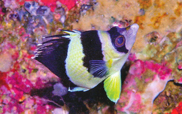 Chaetodon burgessi