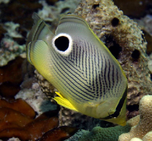 Chaetodon capistratus