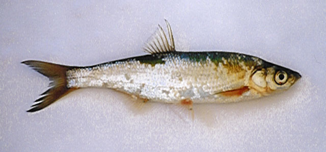 Alburnus chalcoides