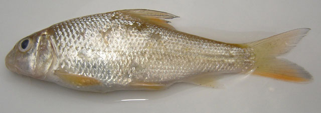 Chagunius chagunio