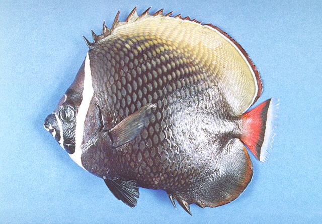 Chaetodon collare