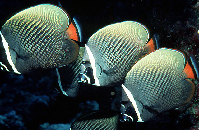 Chaetodon collare