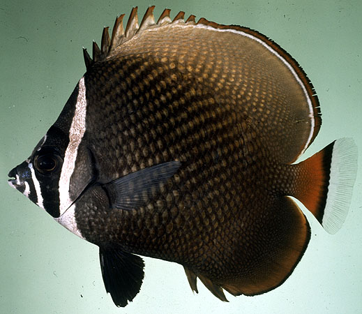 Chaetodon collare