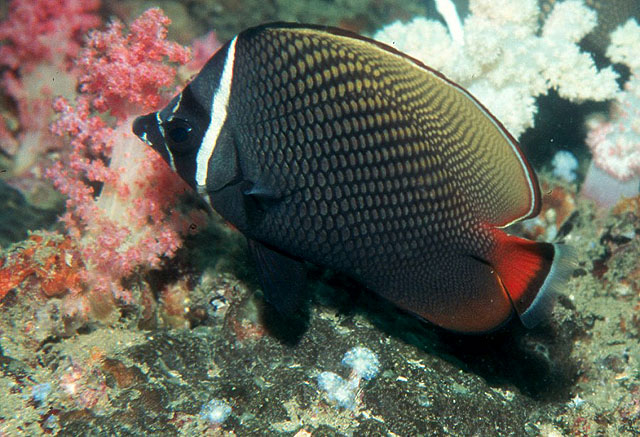 Chaetodon collare