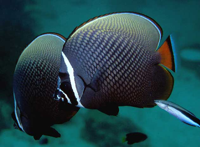 Chaetodon collare