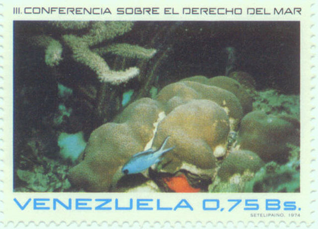 Chromis cyanea