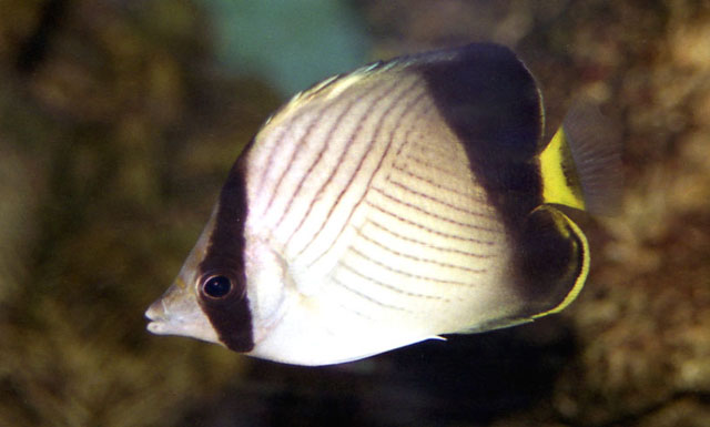 Chaetodon decussatus