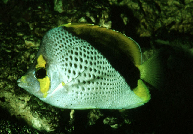 Chaetodon declivis