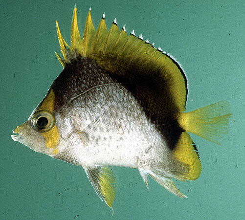 Chaetodon declivis