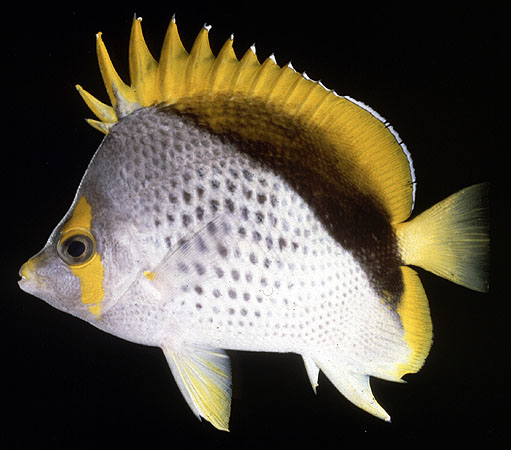 Chaetodon declivis