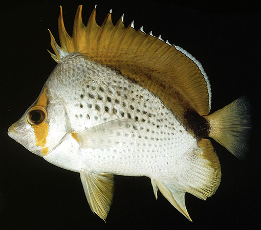 Chaetodon declivis