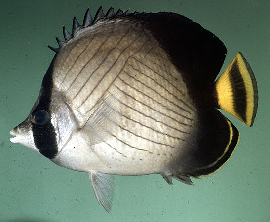 Chaetodon decussatus