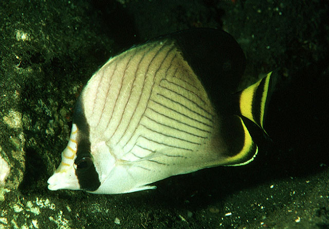 Chaetodon decussatus