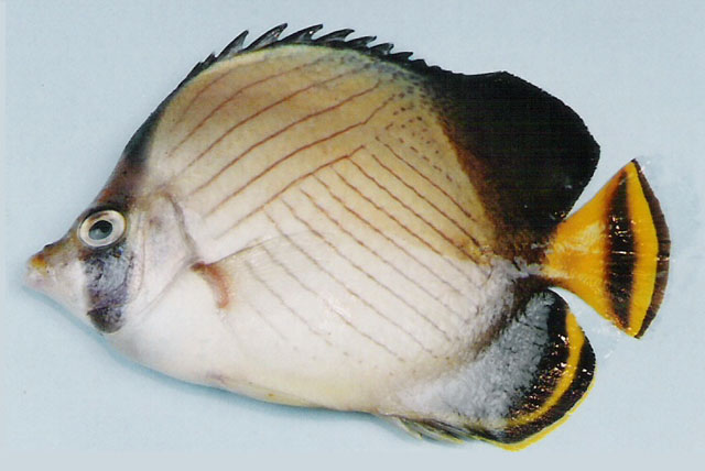 Chaetodon decussatus