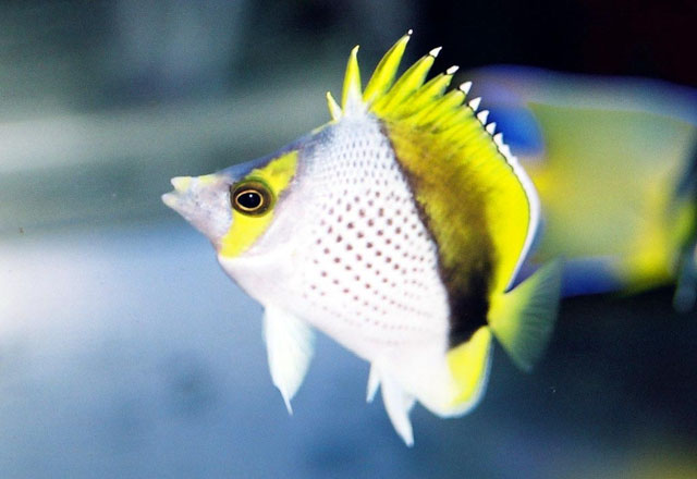 Chaetodon declivis