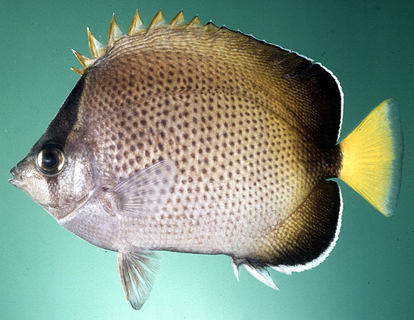 Chaetodon dolosus