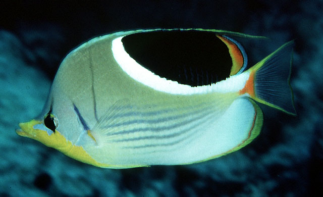 Chaetodon ephippium