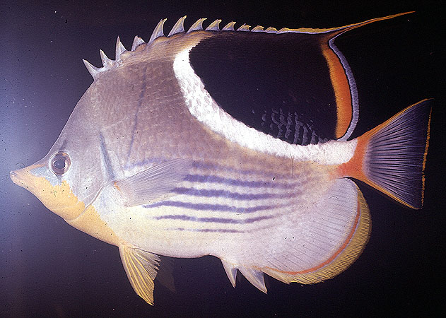 Chaetodon ephippium