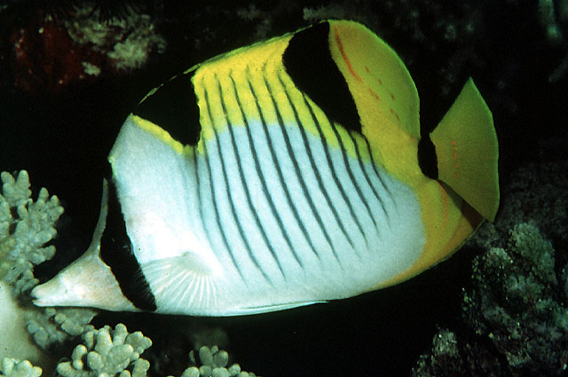 Chaetodon falcula