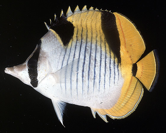 Chaetodon falcula