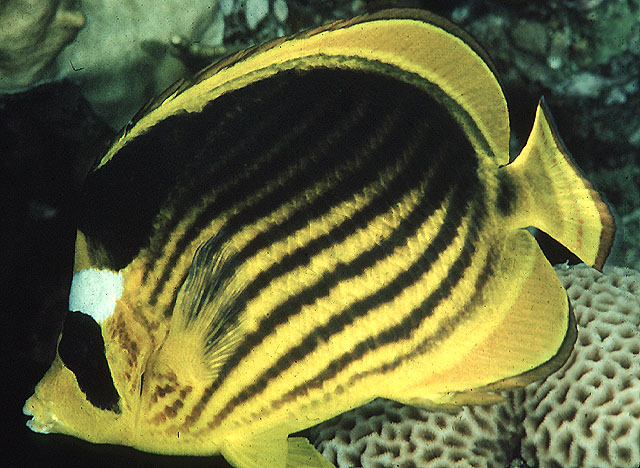 Chaetodon fasciatus