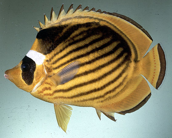 Chaetodon fasciatus