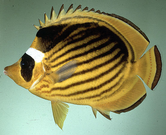 Chaetodon fasciatus