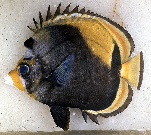 Chaetodon flavirostris