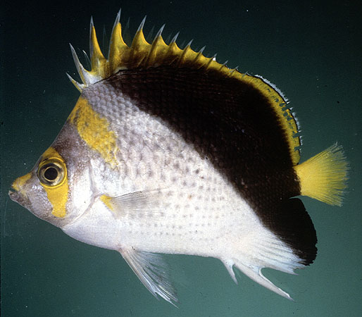 Chaetodon flavocoronatus