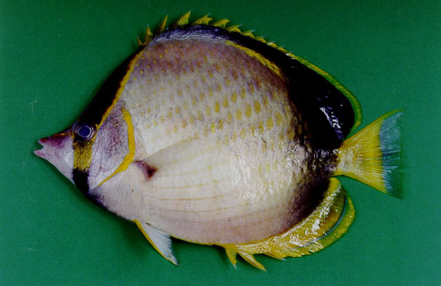 Chaetodon gardineri