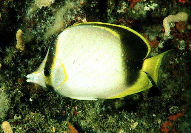 Chaetodon gardineri