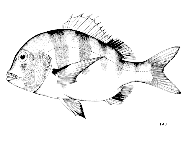 Chrysoblephus gibbiceps