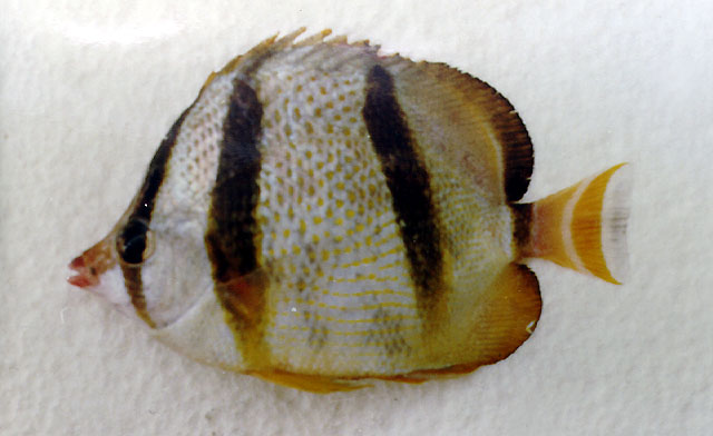 Chaetodon hoefleri