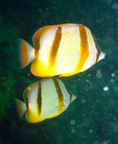 Chaetodon hoefleri