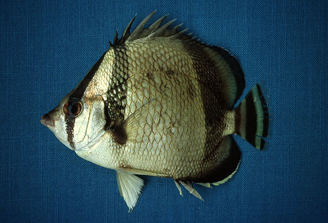 Chaetodon humeralis