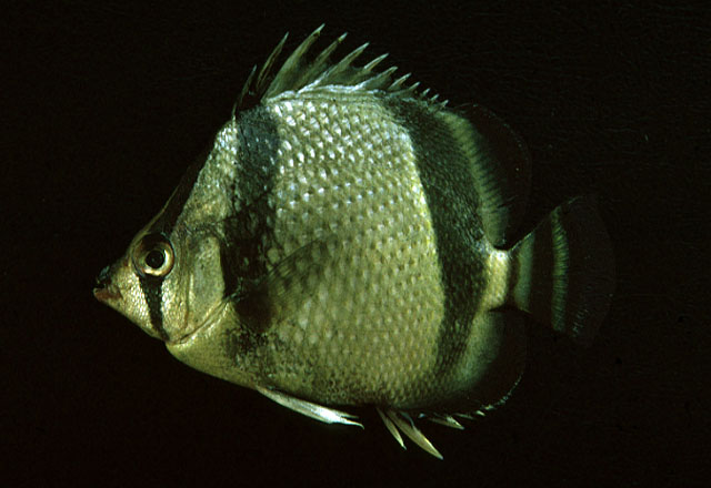 Chaetodon humeralis