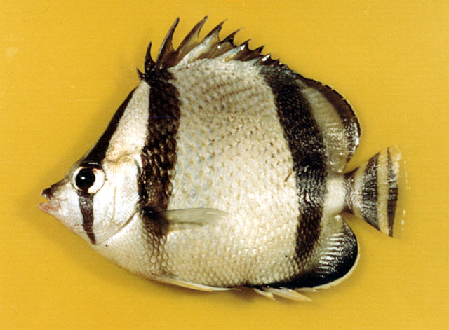 Chaetodon humeralis