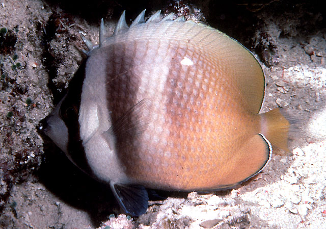 Chaetodon kleinii