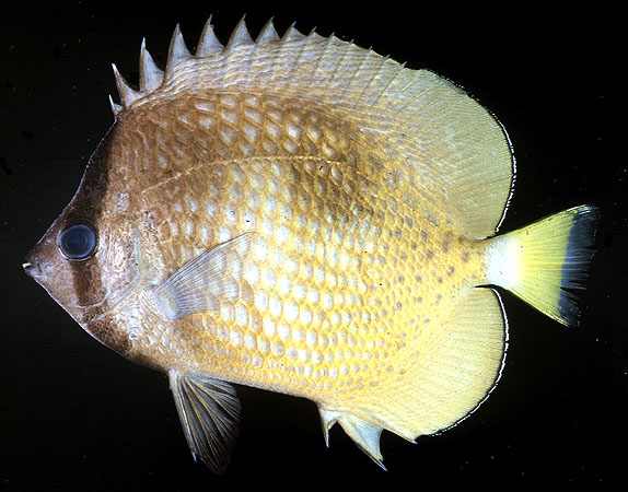 Chaetodon kleinii