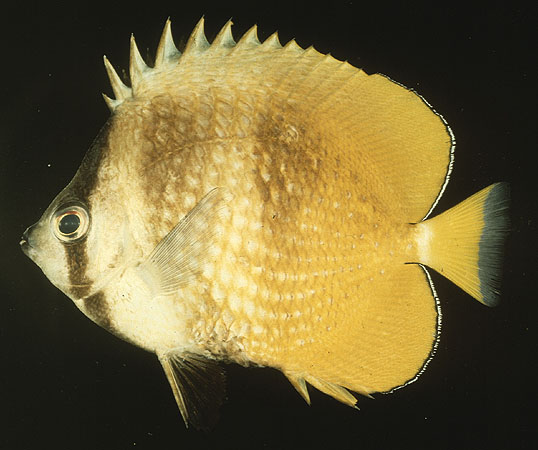 Chaetodon kleinii