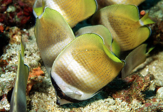 Chaetodon kleinii