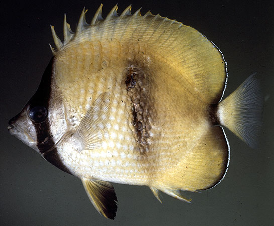 Chaetodon kleinii