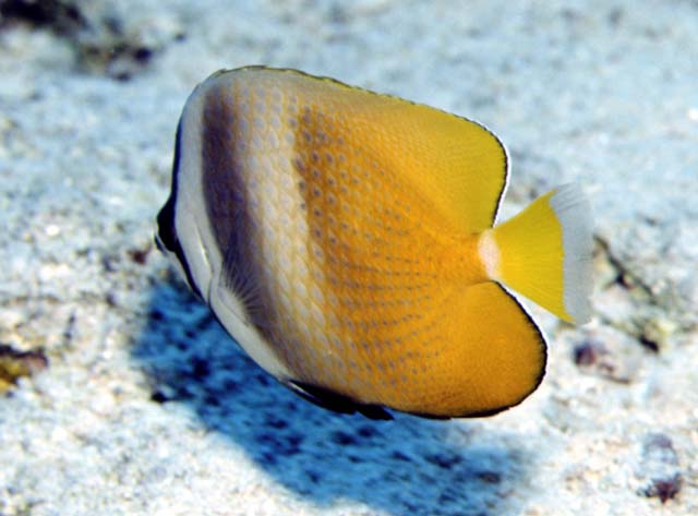 Chaetodon kleinii