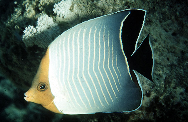 Chaetodon larvatus