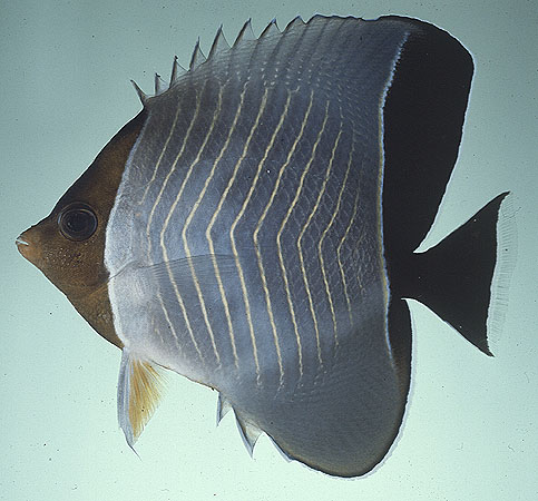 Chaetodon larvatus