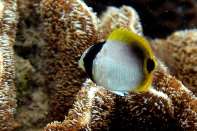 Chaetodon lineolatus